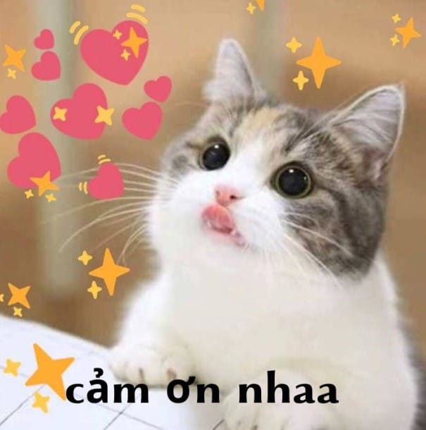 Tải ngay 50+ ảnh cảm ơn meme cute, hài hước nhất