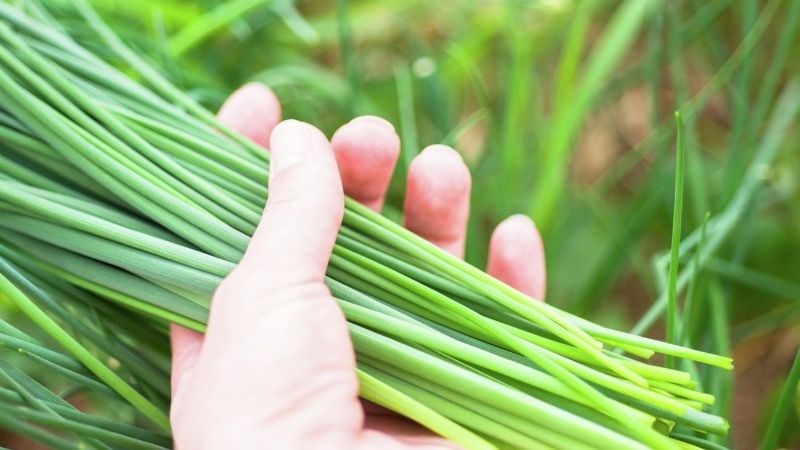 Chữa ho bằng lá hẹ