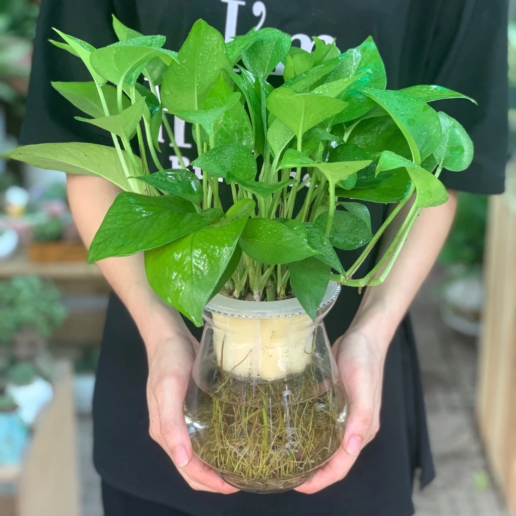 Cây phát lộc và vấn đề độc hại