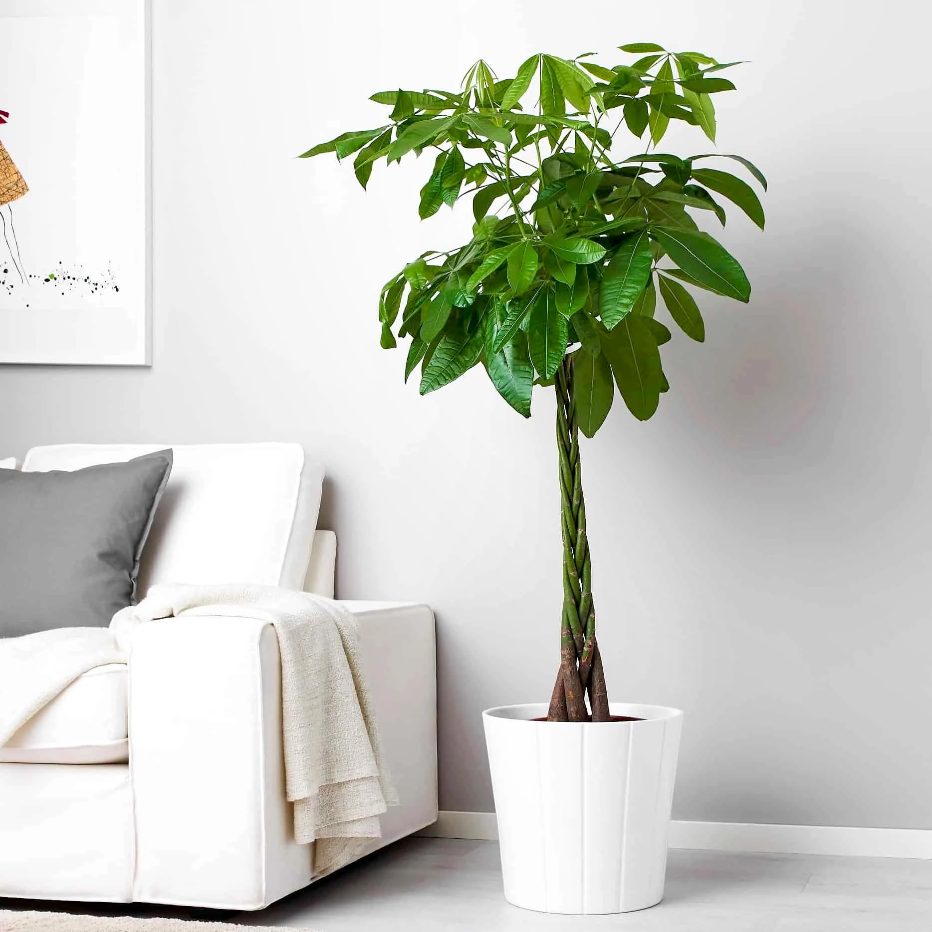 Top 9 cây phát lộc nên trồng để tài lộc vào nhà như lũ