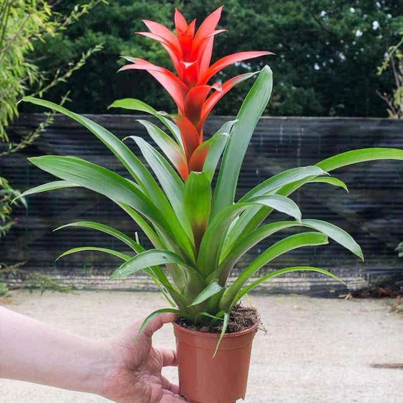 Cây dứa cảnh nến