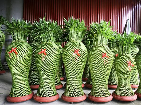 Top 9 cây phát lộc nên trồng để tài lộc vào nhà như lũ