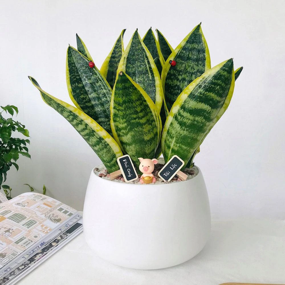 Top 9 cây phát lộc nên trồng để tài lộc vào nhà như lũ