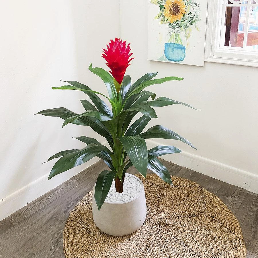 Cây phát lộc hợp với người tuổi Mão