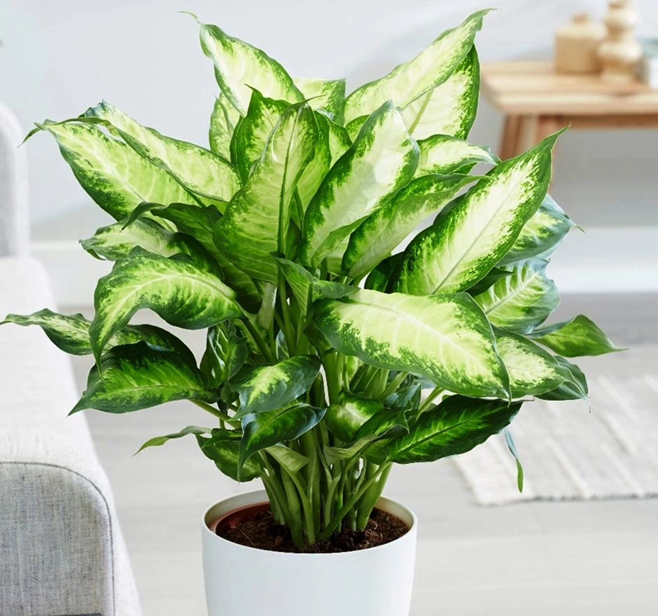 Cây vạn niên thanh