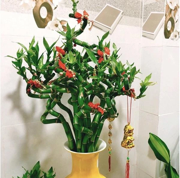 Top 9 cây phát lộc nên trồng để tài lộc vào nhà như lũ