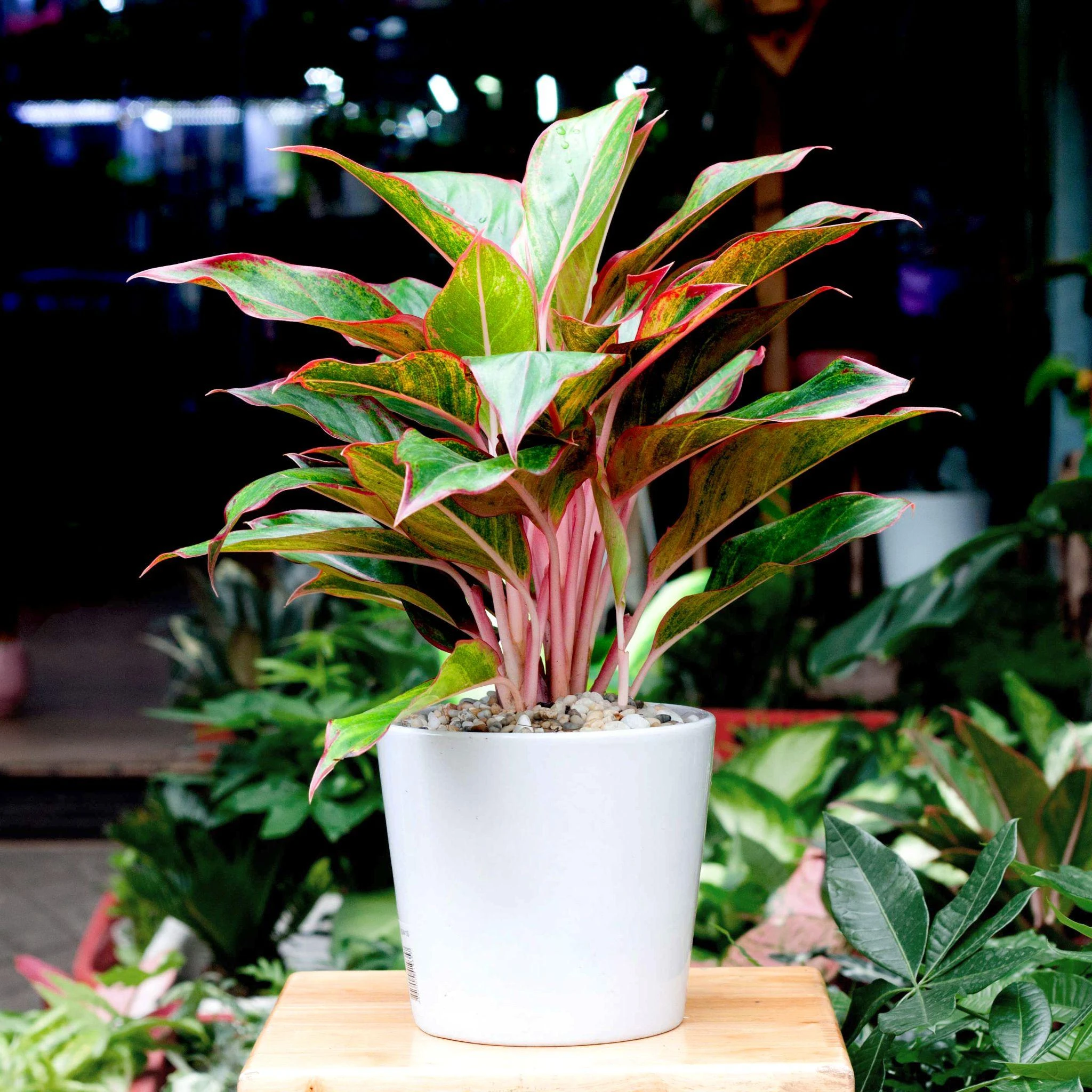 Top 9 cây phát lộc nên trồng để tài lộc vào nhà như lũ