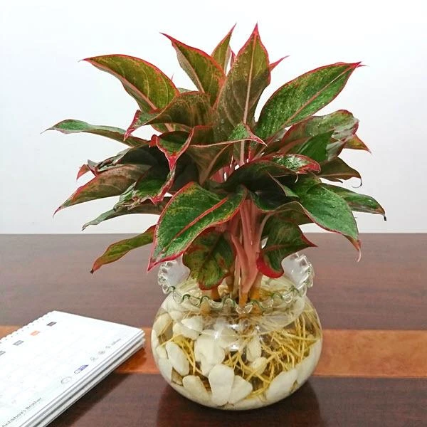 Top 9 cây phát lộc nên trồng để tài lộc vào nhà như lũ