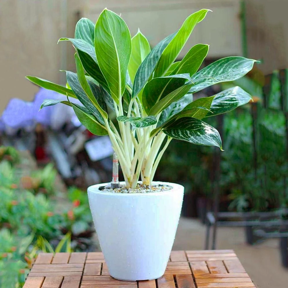 Top 9 cây phát lộc nên trồng để tài lộc vào nhà như lũ