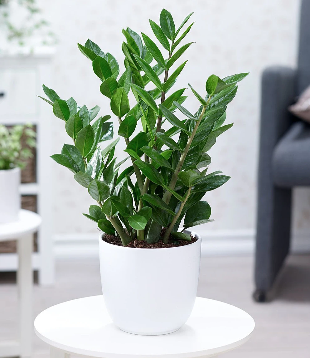 Top 9 cây phát lộc nên trồng để tài lộc vào nhà như lũ