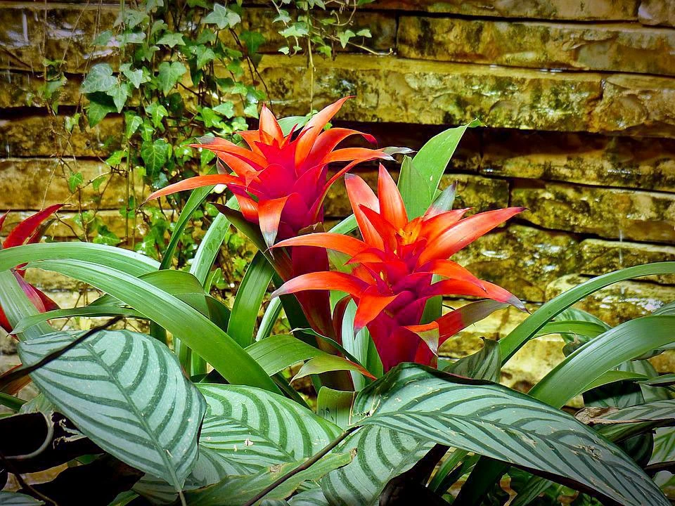 Top 9 cây phát lộc nên trồng để tài lộc vào nhà như lũ