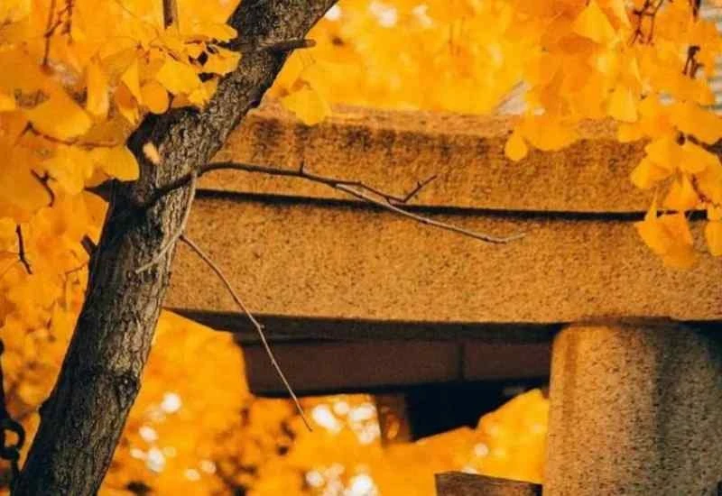 Hình nền may mắn tài lộc cho mệnh thổ tuyệt vời