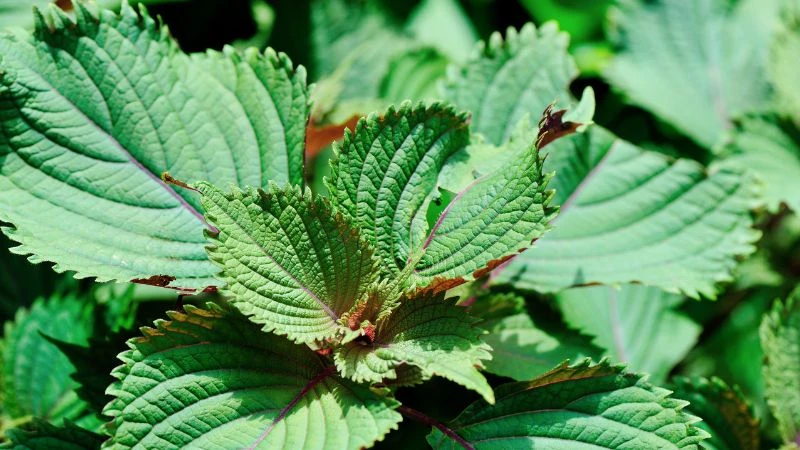 Tía tô đất chữa rộp môi