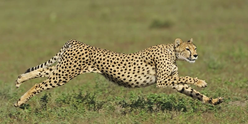 Understanding Leopards in English Language Studies