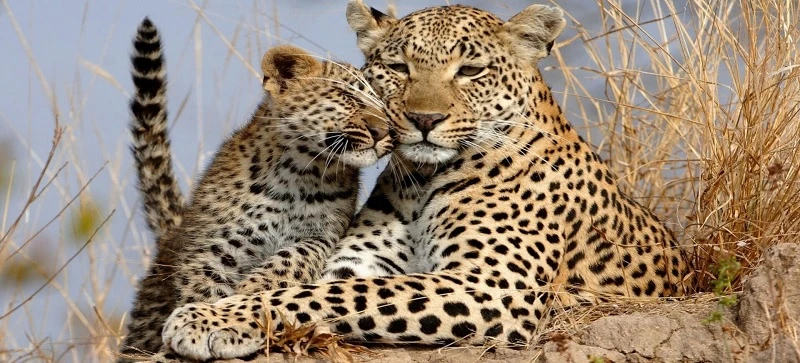 Con báo tiếng Anh là gì? Từ vựng về con báo trong tiếng Anh