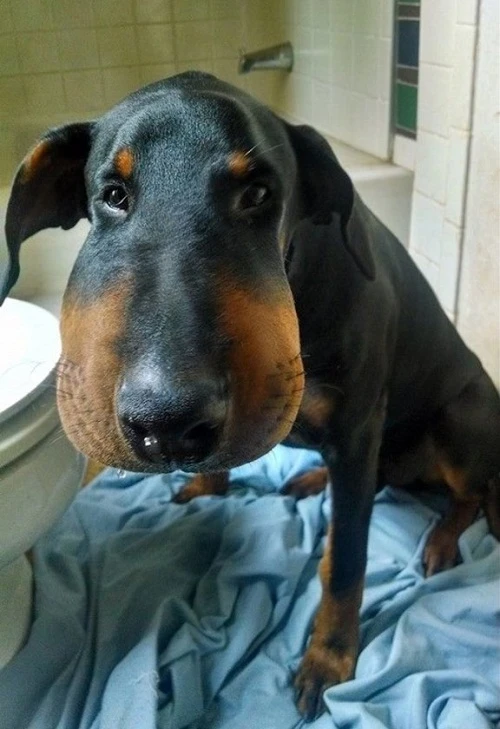 Những khoảnh khắc đáng yêu của chó bị ong đốt