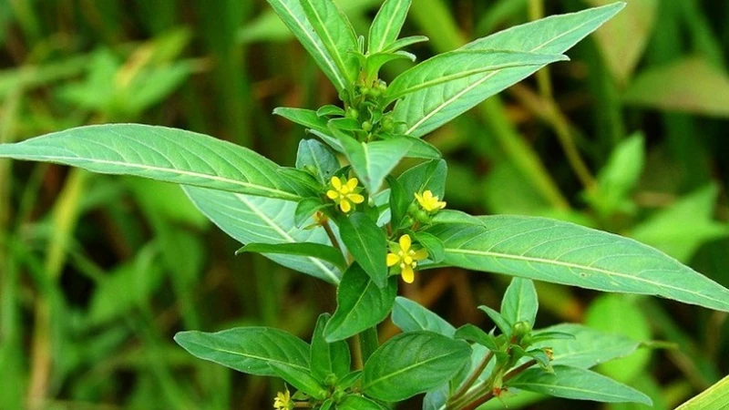 Cách chữa trào ngược dạ dày bằng cây rau mương hiệu quả