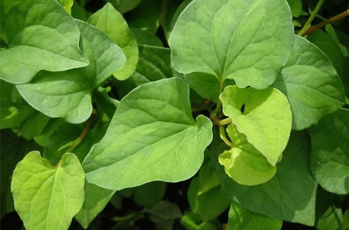 11 cách chữa viêm cổ tử cung tại nhà đơn giản mà hiệu quả