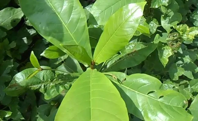 11 cách chữa viêm cổ tử cung tại nhà đơn giản mà hiệu quả