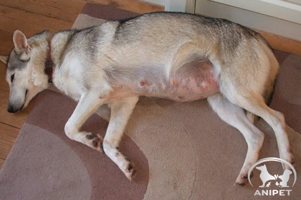 Cách đỡ đẻ cho mèo an toàn và hiệu quả