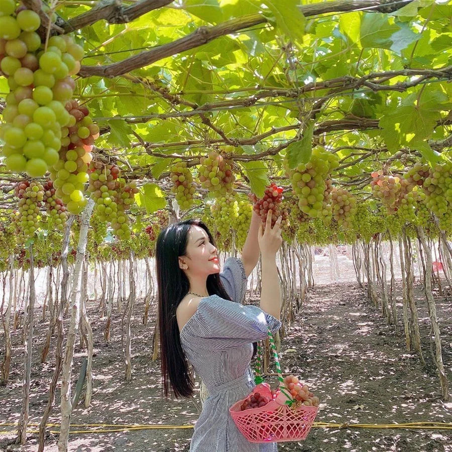 Khám Phá Tour Phan Rang 1 Ngày Đầy Hấp Dẫn