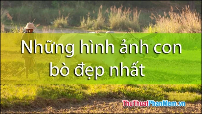 Khám Phá Bộ Sưu Tập Ảnh Con Bò Đẹp Tự Nhiên