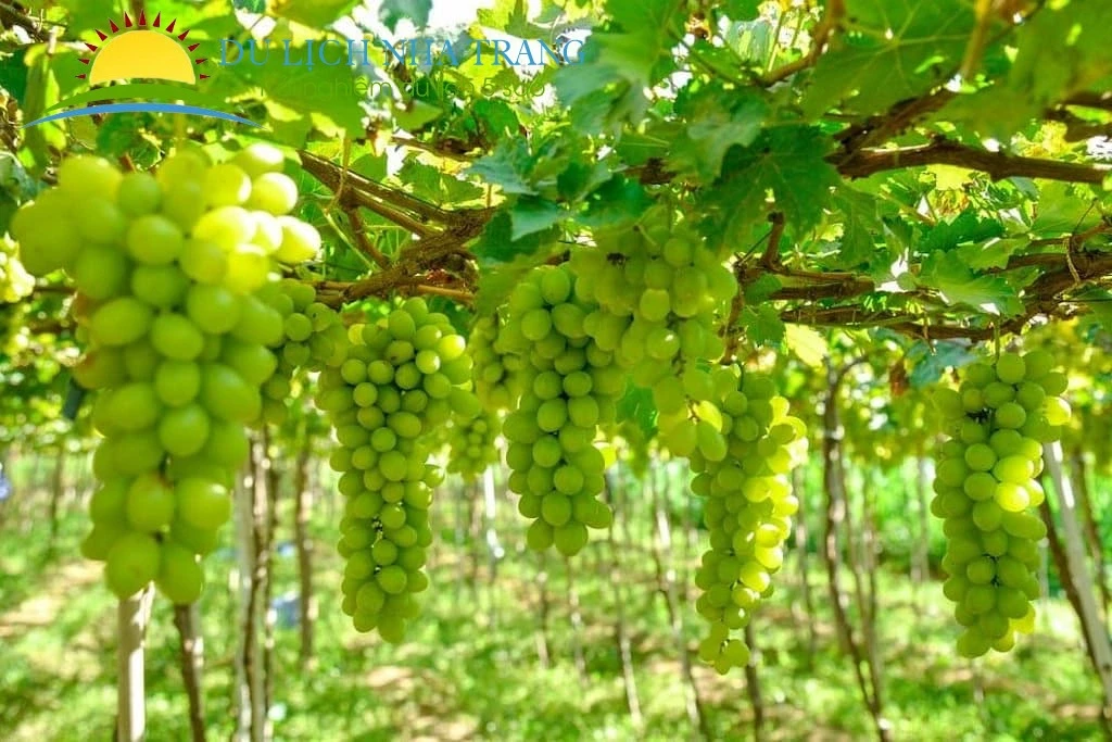 Khám Phá Tour Hái Nho Ninh Thuận Đầy Thú Vị