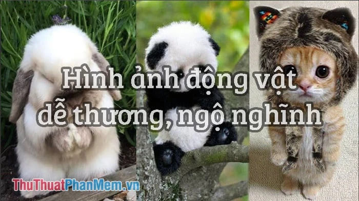 Khám Phá Thế Giới Động Vật Cute Qua Ảnh