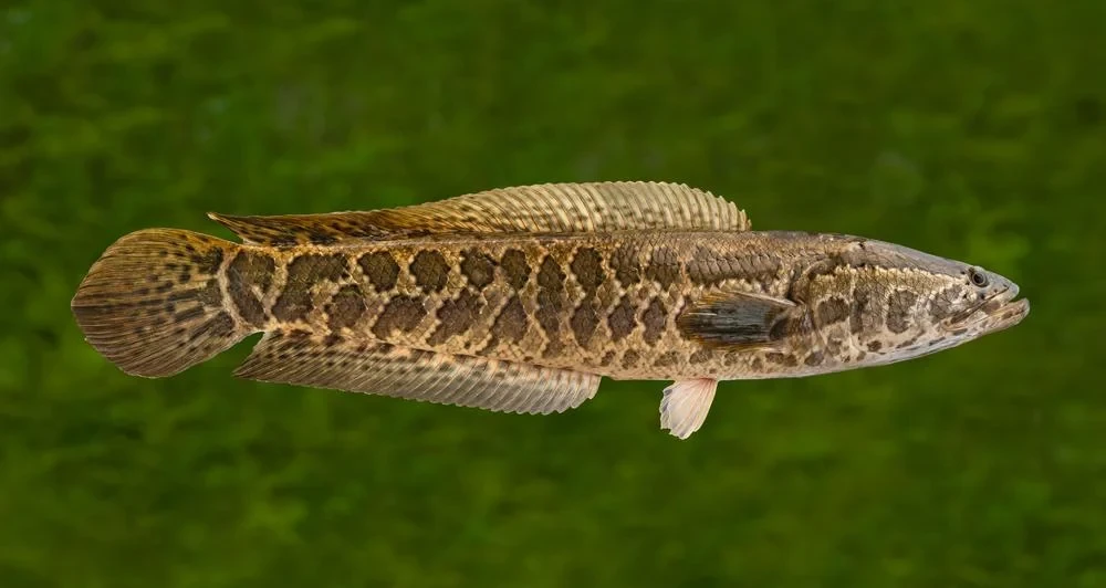 Cách đập cá lóc vào chân để bé nhanh biết đi