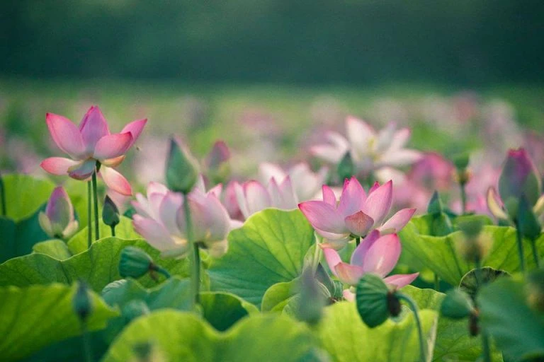 Khám Phá Đầm Sen Tại Hang Múa Thiên Nhiên Tuyệt Đẹp