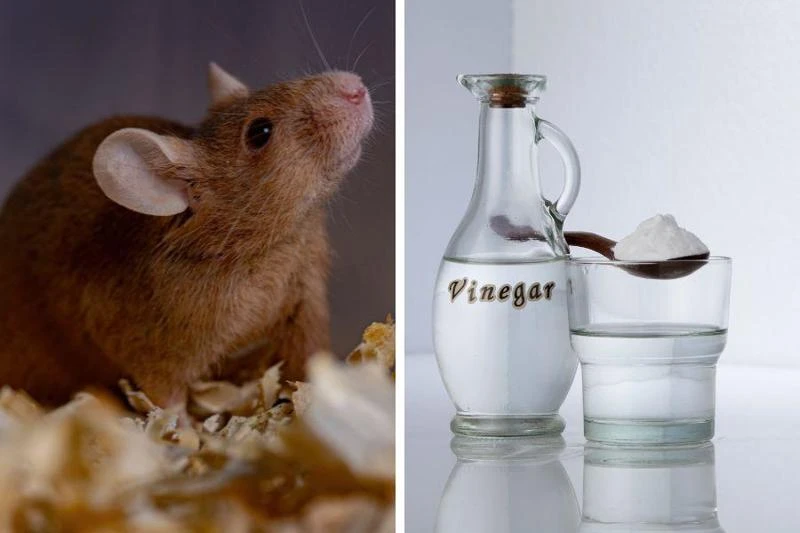 20 cách đuổi chuột vĩnh viễn khỏi nhà đơn giản, hiệu quả, an toàn