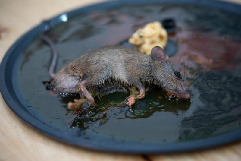 20 cách đuổi chuột vĩnh viễn khỏi nhà đơn giản, hiệu quả, an toàn