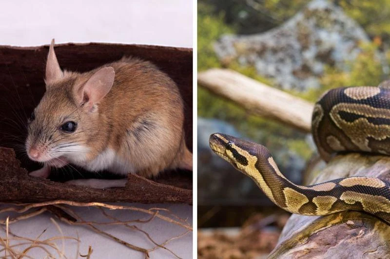 20 cách đuổi chuột vĩnh viễn khỏi nhà đơn giản, hiệu quả, an toàn