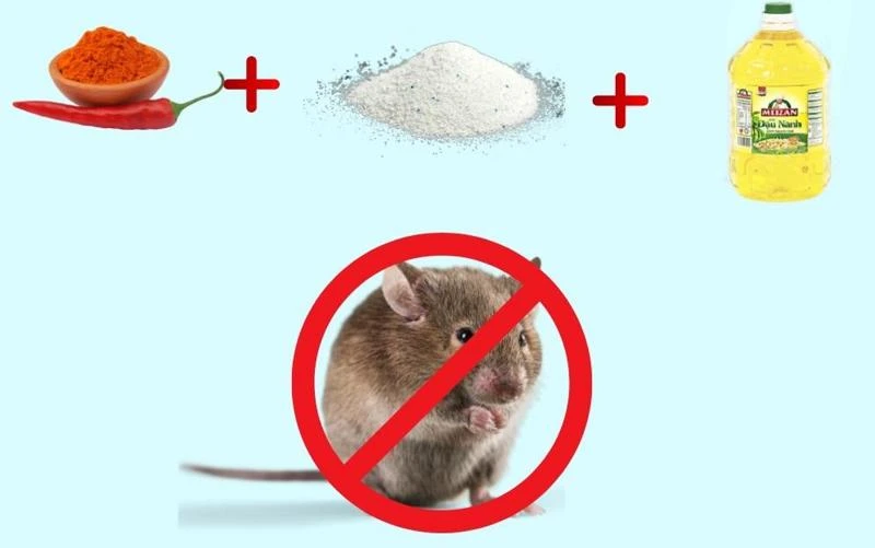20 cách đuổi chuột vĩnh viễn khỏi nhà đơn giản, hiệu quả, an toàn