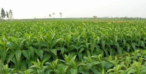 Ảnh Điếu Thuốc và Văn Hóa Thuốc Lá Truyền Thống