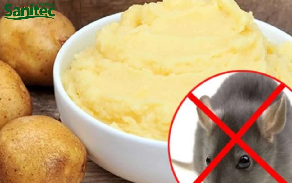 Cách bẫy chuột hiệu quả cho ngôi nhà bạn