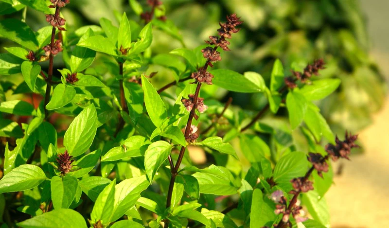 Cách diệt muỗi tận gốc bảo vệ sức khoẻ gia đình