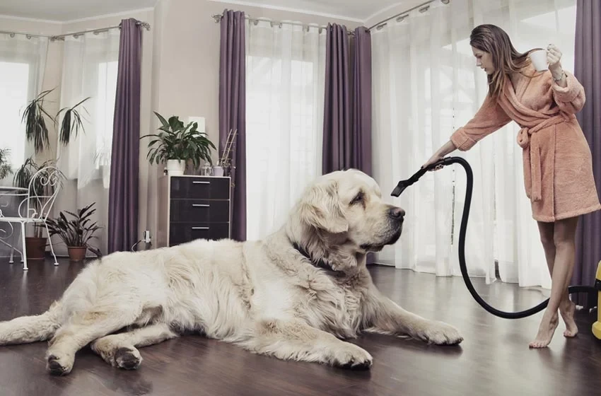 Cách diệt ve chó bám trên tường hiệu quả và an toàn