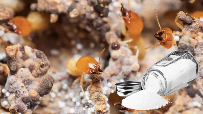 Cách diệt mối hiệu quả để bảo vệ tài sản của bạn