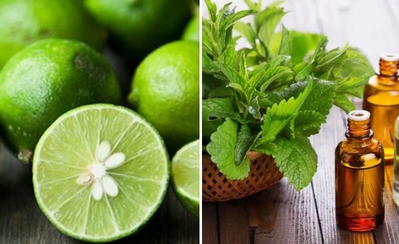 Cách đuổi bồ hóng hiệu quả cho gia đình bạn