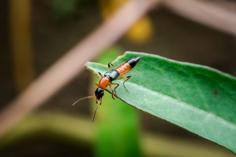 Cách diệt kiến ba khoang hiệu quả và an toàn