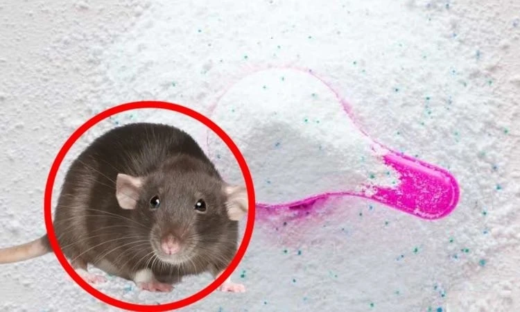 Cách đuổi chuột bằng bột giặt hiệu quả tại nhà