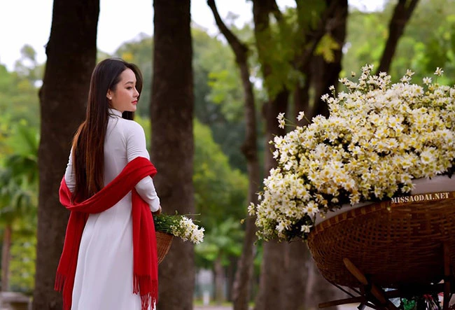 Hoa cúc họa mi buồn và vẻ đẹp mùa đông