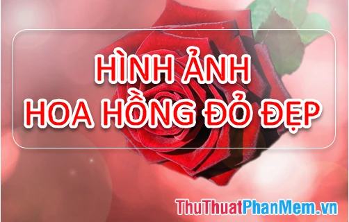 Hình ảnh hoa hồng đẹp nhất cho ngày Valentine
