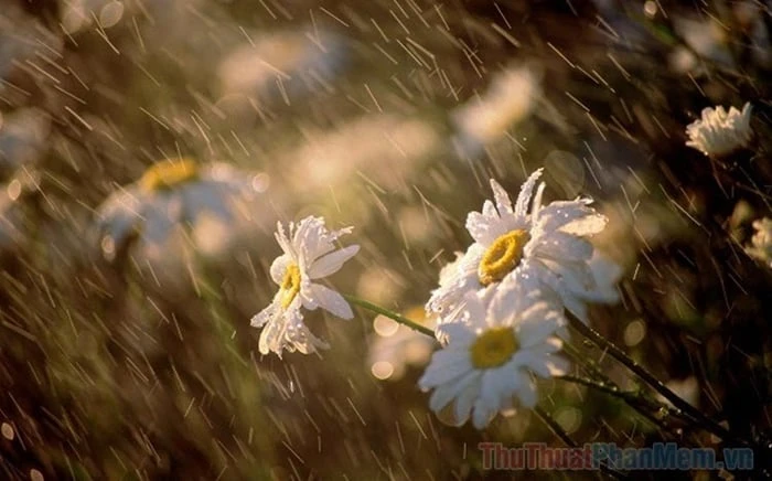 Những bức ảnh hoa đẹp buồn đầy tâm tư và cảm xúc