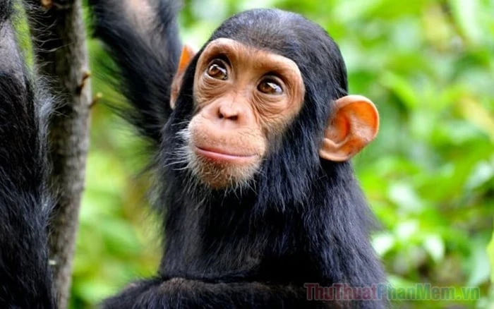 Khám Phá Sức Hút Từ Ảnh Khỉ Cười