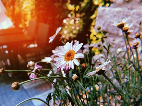 Top app chỉnh ảnh đẹp nhất hiện nay bạn không thể bỏ qua