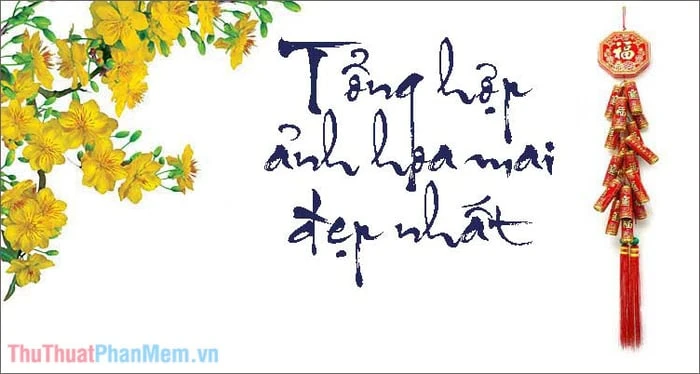 Hoa mai và sự khởi đầu mới trong dịp Tết Nguyên Đán