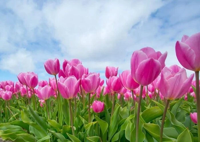 Khám Phá Vẻ Đẹp Hoa Tulip Trắng Tại Hà Lan