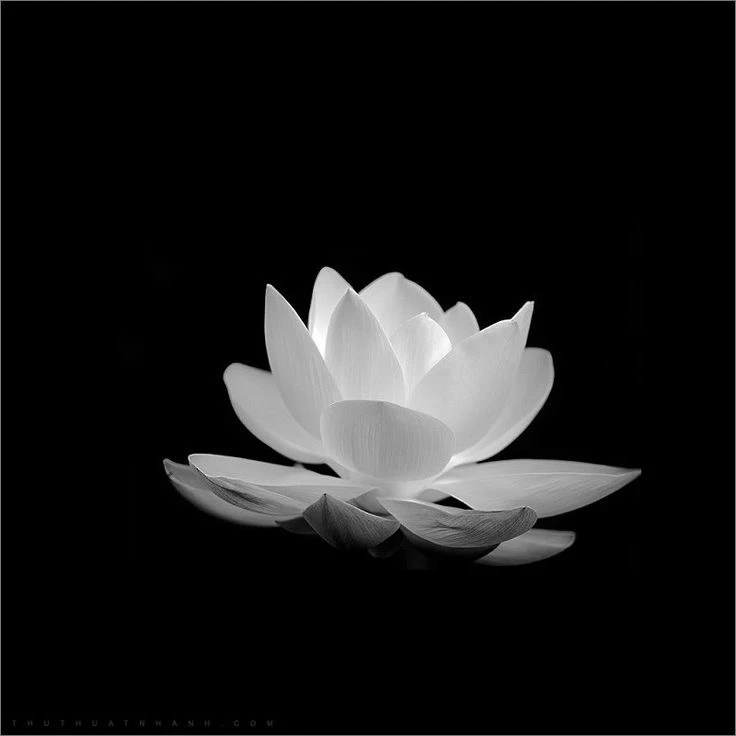 Khám Phá Vẻ Đẹp Hoa Sen Trắng Trong Văn Hóa Việt Nam